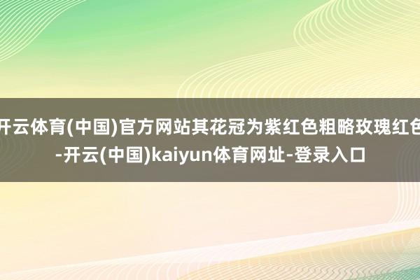 开云体育(中国)官方网站其花冠为紫红色粗略玫瑰红色-开云(中国)kaiyun体育网址-登录入口